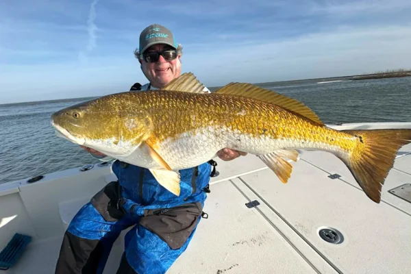 A Louisiana guide with a big bull redfish.