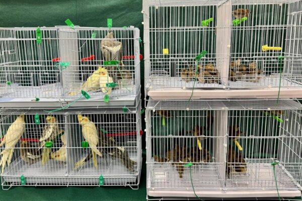 Woman arrested over illegally importing 112 birds worth HK$15,000
