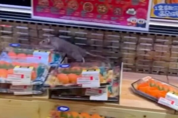Rat in Don Don Donki sushi chiller sparks outcry over Hong Kong hygiene standards
