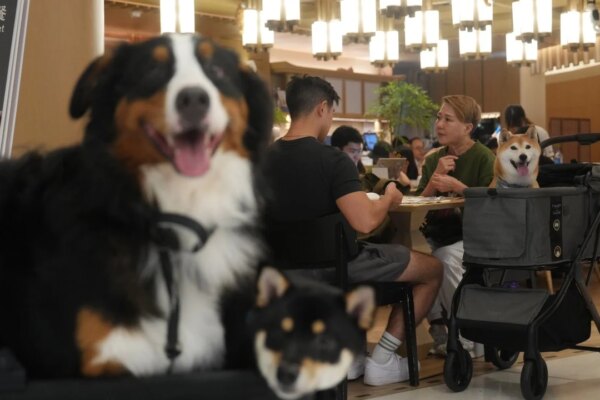 Dogs to be allowed in up to 1,000 Hong Kong eateries in first phase of new rules
