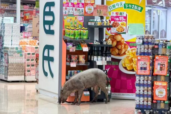 The boar is seen at the Double Cove Place shopping mall near Wu Kai Sha station. Photo: Threads/ _terryyu_