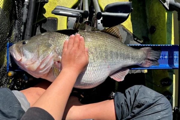 A giant largemouth bass in a kayak.