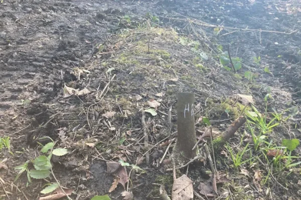A small tree stump with chalk lettering on it with a green mossy mound behind