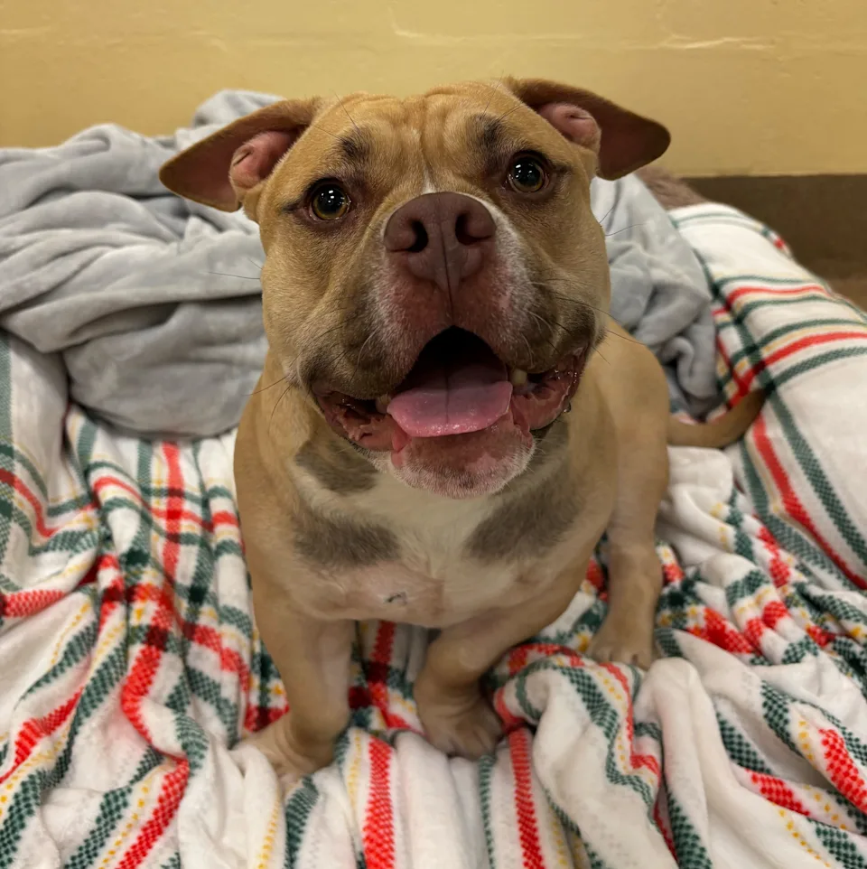 Trouble, a young pit bull, is staying at the Monmouth County SPCA in Eatontown.