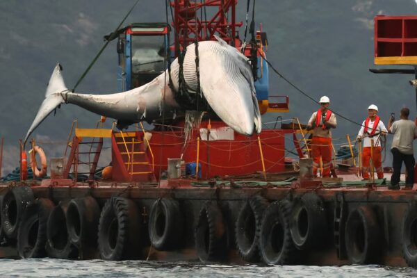 The new centre is set to showcase the skeleton of the Bryde’s whale that washed ashore in Sai Kung in 2023. Photo: May Tse
