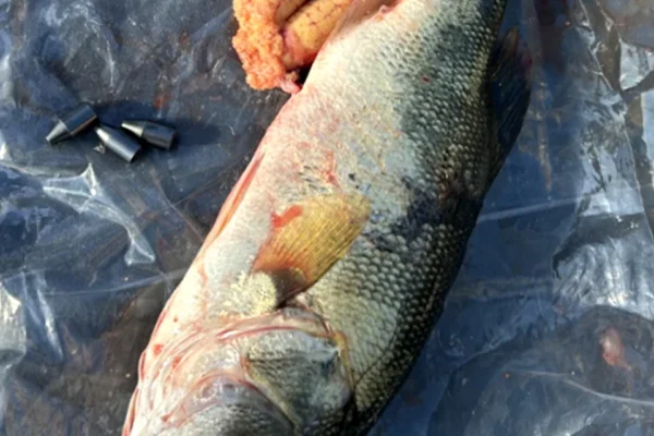 A bass that was stuffed with weights.
