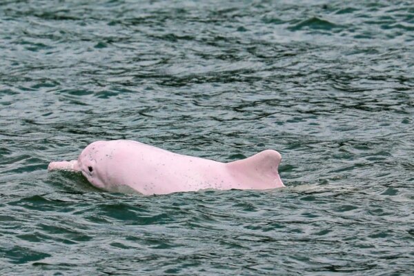 Hong Kong researcher sounds alarm after toxic electronic waste found in dolphins