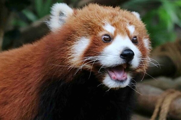 Hong Kong’s Ocean Park euthanises 17-year-old red panda Rou Rou