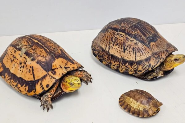 Man arrested after 14 endangered reptiles found in Kwai Chung industrial site