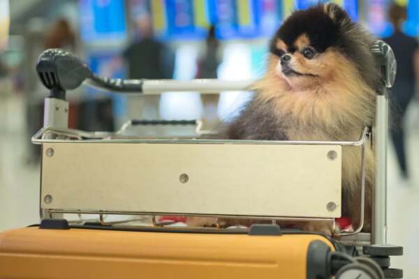 Hongkongers in UAE urge rethink of home city’s 120-day quarantine for cats, dogs