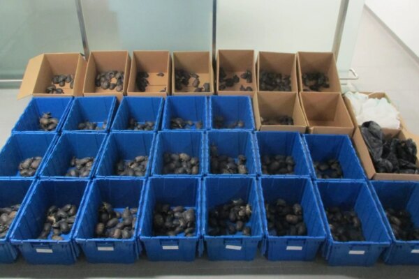 Hong Kong customs seizes nearly 1,000 smuggled turtles worth HK$1 million