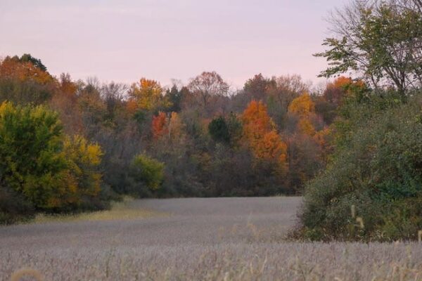 View of the wilderness around J. E. Roush Fish and Wildlife Area