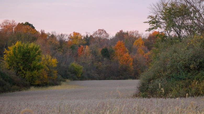 View of the wilderness around J. E. Roush Fish and Wildlife Area