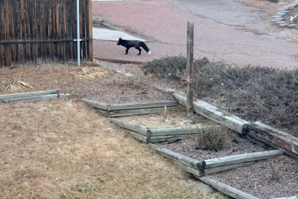 Rare black fox spotted in Colorado Springs neighborhood