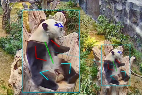 Hong Kong’s Ocean Park uses AI to track, enrich lives of giant pandas, monkeys