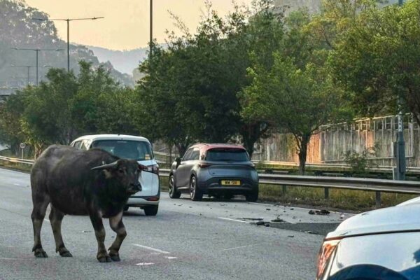 The injured animal strayed onto the highway and wandered among vehicles, causing heavy congestion. Photo: Handout