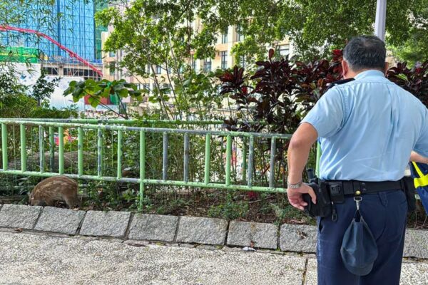 Images showed the animals on a hillside, with officers standing nearby and holding shields. Photo: Handout