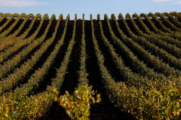 The Chinese government has enacted a drinking ban for officials conducting business, which has resulted in a sharp decline in red wine imports into the mainland (Getty)