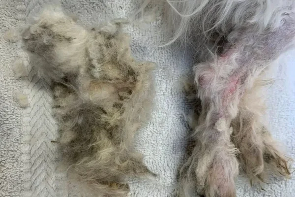 Matted fur removed from Paddy the rescue dogCredit: East Haven Animal Shelter, East Haven CT/Facebook
