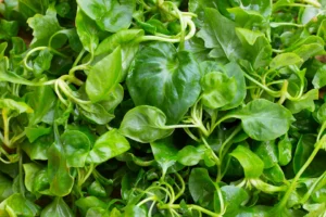 Fresh watercress in bamboo basket