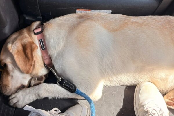 Rats versus pets: Hong Kong dog owners want rodent poison in boxes, not bags