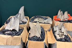 Hong Kong customs seizes HK$280,000 worth of dried shark fins from Panama