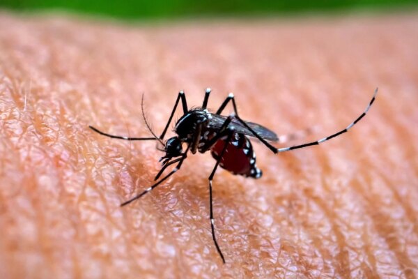 First local dengue case could lead to outbreak in coming months, health official says