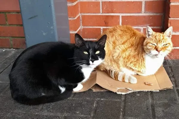 Black-and-white Sparky with his best mate Budbud at the entrance to the Bay View Shopping Centre