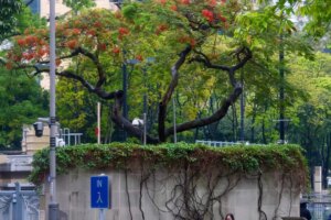 Some Hong Kong trees are behaving strangely and botanists want to know why