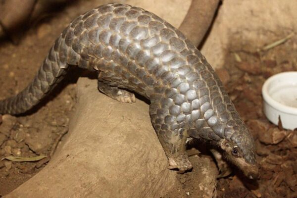Chinese Pangolins Growing Steadily in the Wilds of Southern China for the First Time This Century