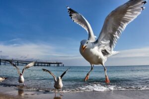 Seagulls are pictured at the Baltic Sea beach in Timmendorfer Strand, Germany, on a sunny Sunday, April 12, 2026. (AP Photo/Michael Probst)