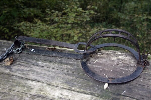 Give officials more power to probe suspected animal cruelty cases: watchdog