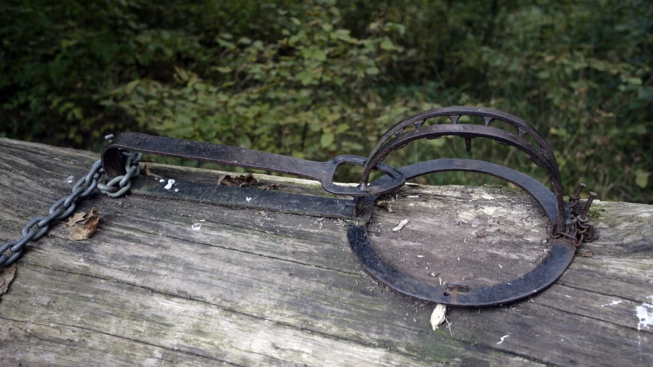 Give officials more power to probe suspected animal cruelty cases: watchdog