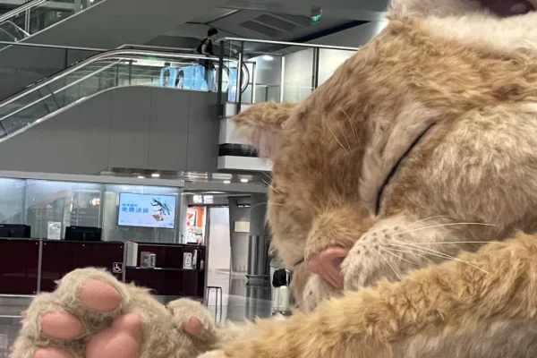 The cat adds "purr-sonality" to the pretty sterile and bland arrivals hall