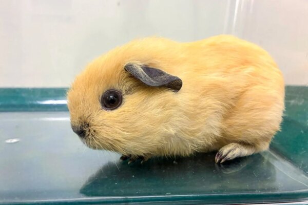 Hong Kong woman arrested for smuggling seven animals at border checkpoint
