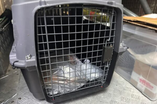 The cat was rushed to a pet clinic, where it later died. Photo: Handout