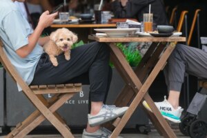 Hong Kong to open applications for restaurant dog-friendly licences on May 18