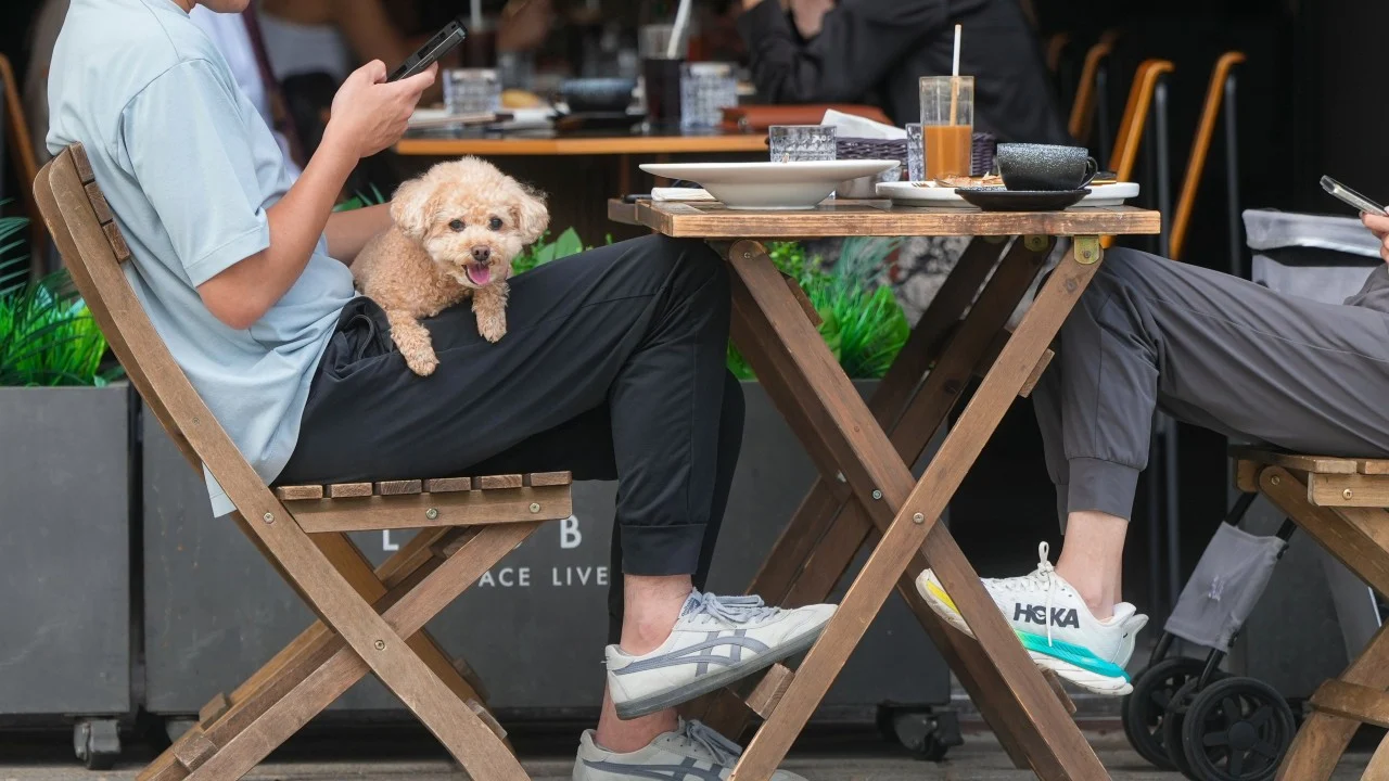 Hong Kong to open applications for restaurant dog-friendly licences on May 18