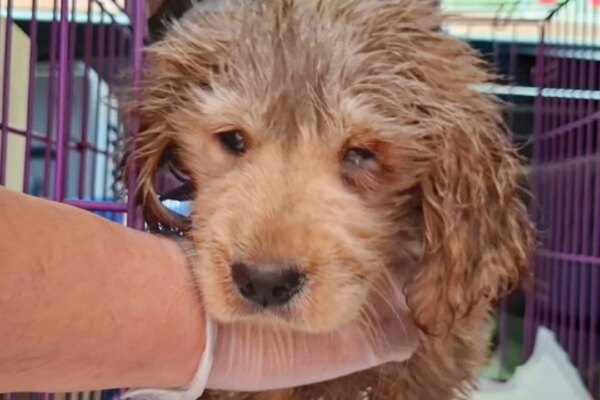 Hong Kong police arrest 2 women after sewage-soaked puppy found in bin, put down
