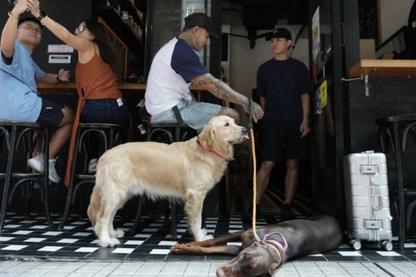 No hotpot: Hong Kong dog-friendly restaurants face menu and layout limits