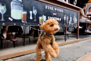 90 officers trained to inspect eateries under Hong Kong’s new pet-friendly scheme