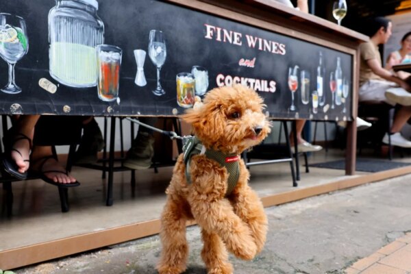 90 officers trained to inspect eateries under Hong Kong’s new pet-friendly scheme