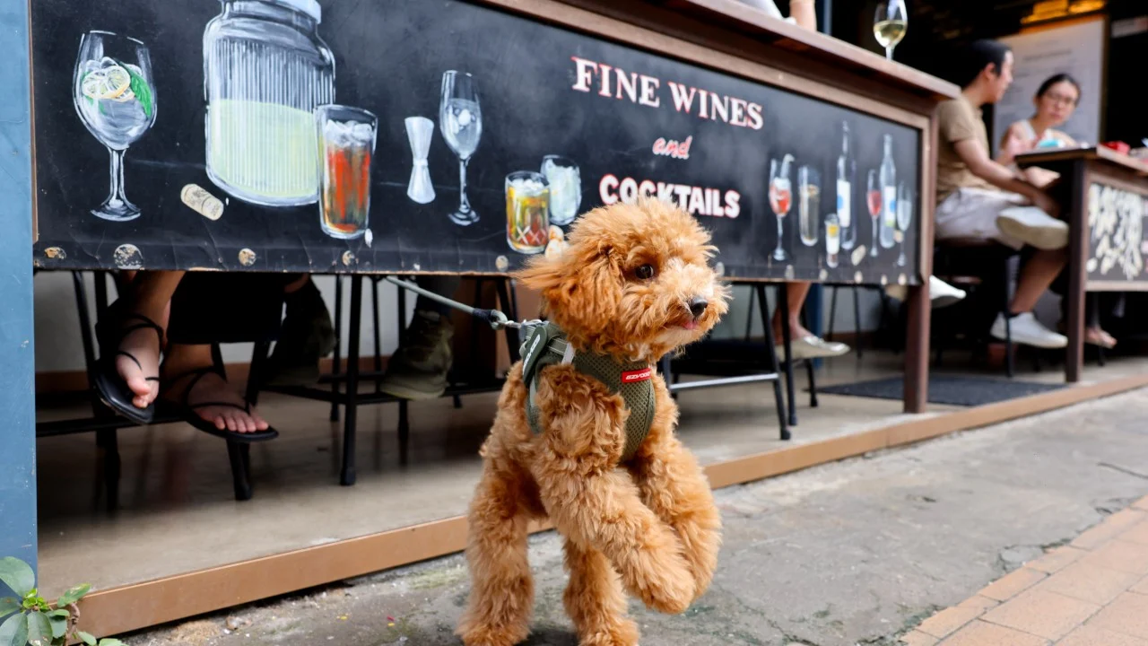 90 officers trained to inspect eateries under Hong Kong’s new pet-friendly scheme