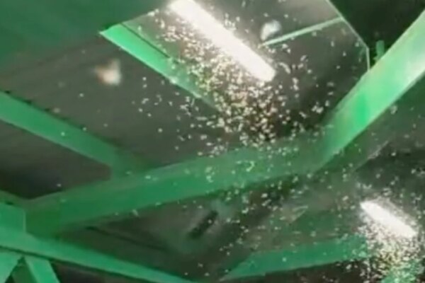 Are those flying ants or termites? How to protect your home from the winged pests
