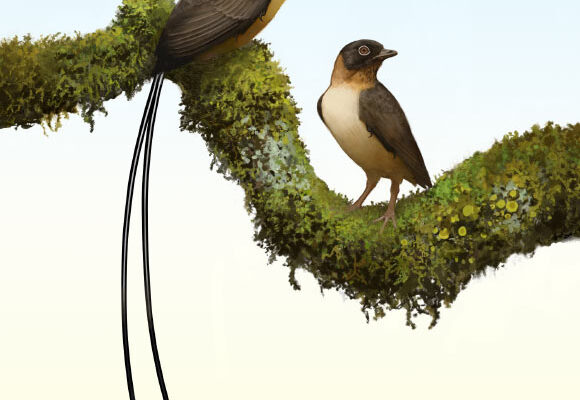 Plumadraco bankoorum is a new bohaiornithid enantiornithine bird with a pair of exceptionally long rectrices. Image credit: Ville Sinkkonen.