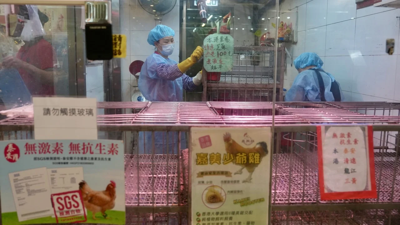 Hong Kong poultry stall suspended for disinfection after bird flu trace detected
