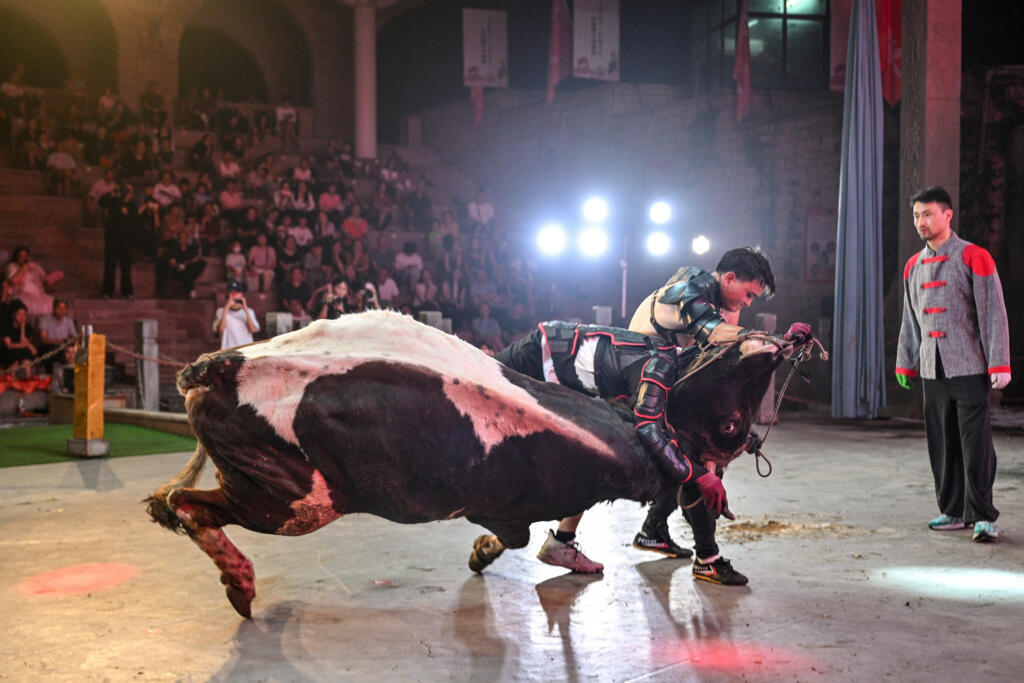 A bull wrestler grapples with a bull at an arena in Jiaxing, China's Zhejiang province