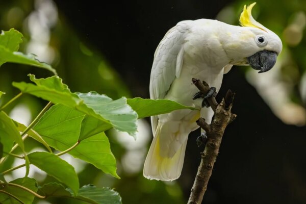 Hong Kong cockatoos could help save Indonesia’s endangered species, study shows
