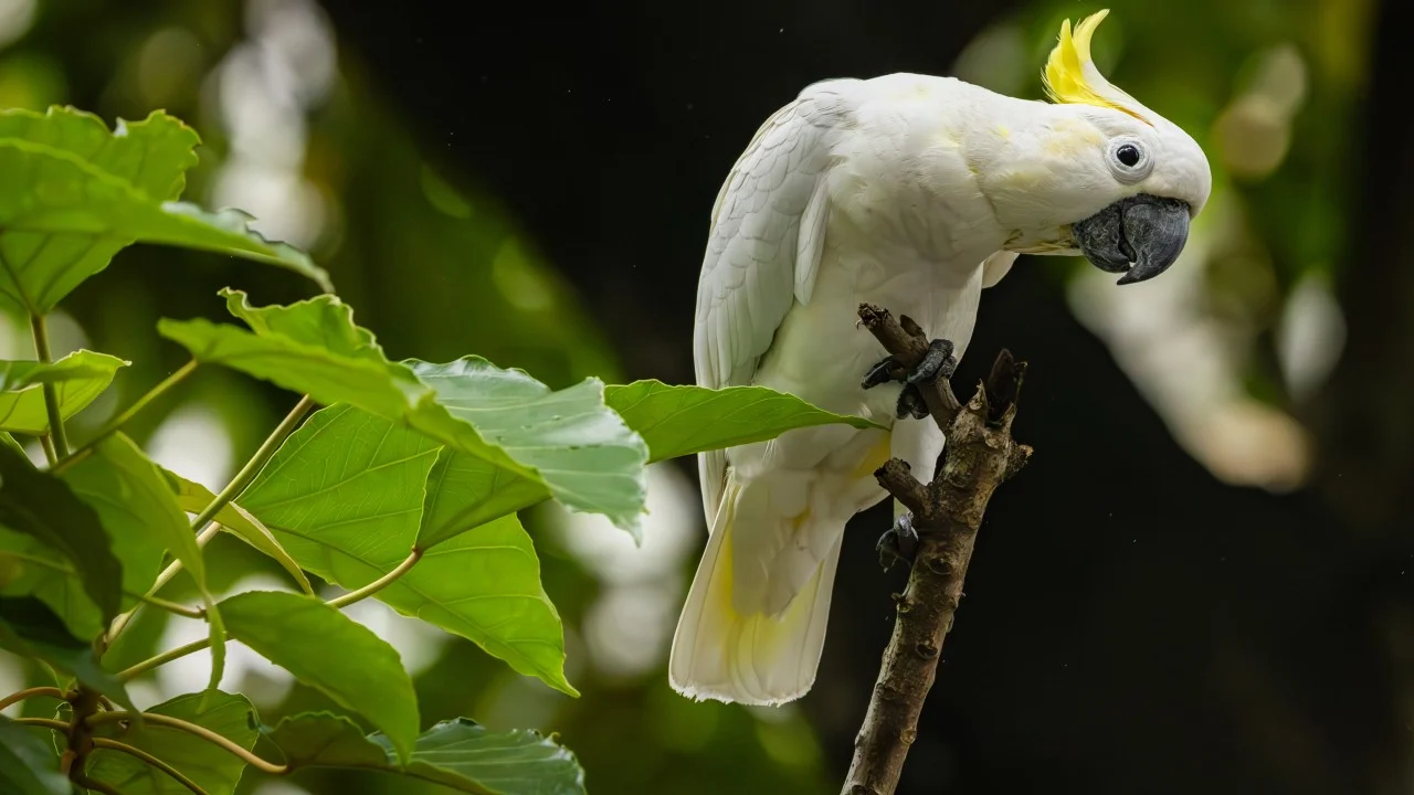 Hong Kong cockatoos could help save Indonesia’s endangered species, study shows