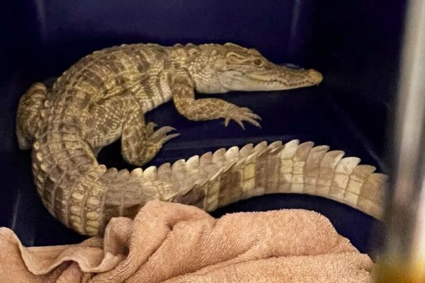 Crocodile discovered on balcony triggers arrest after 100 more reptiles found